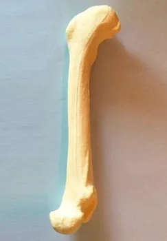 Pes stegnenice Delovanje Praksa Umetne kosti model Ortopedski medicinski umetne kosti živalskih kosti Udarci pet neposredne prodaje