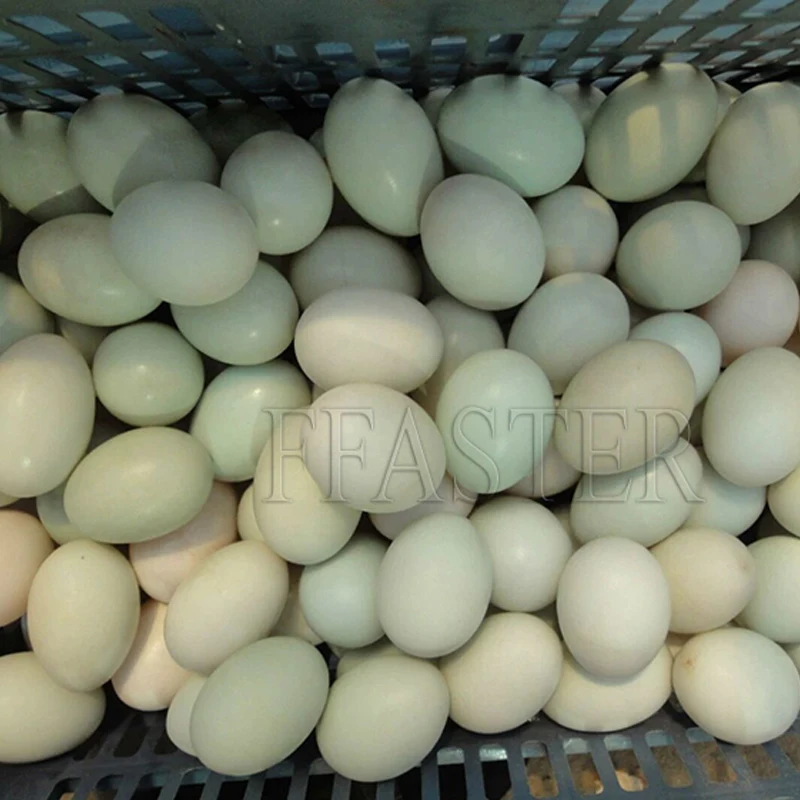 Kokoš Jajce Pranje Čiščenje Pralni Raca Jajce Ščetkanje Pralni Piščanec Jajce Pranje3